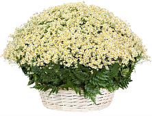 Цветочная композиция из Ромашки в корзине #REPLACE_PRED# Судогде